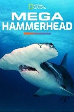 巨型双髻鲨