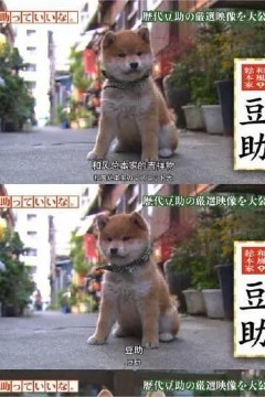 可爱的豆助