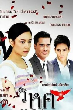 迷恋鸟
