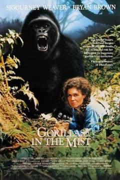 迷雾森林十八年1988