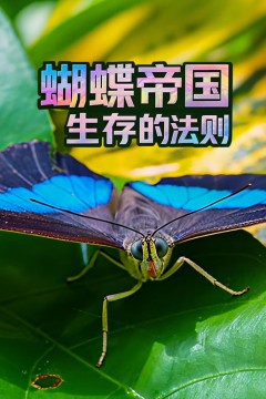 蝴蝶帝国：生存的法则